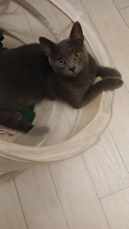 Adopter Mochi