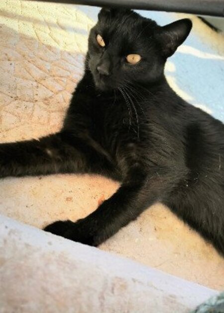 Adopter Moka