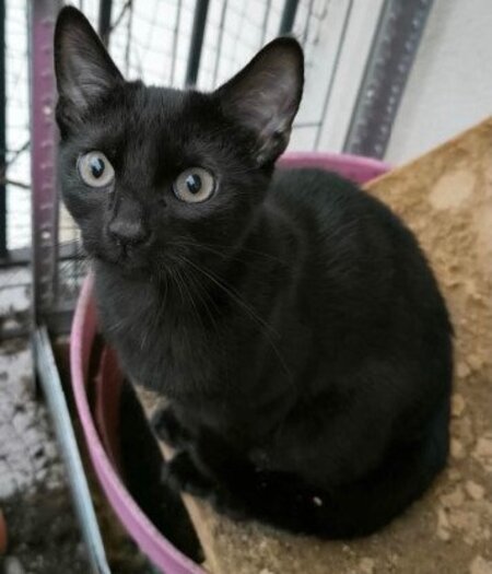 Adopter Moka