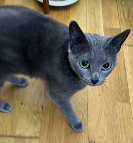 Adopter Momo