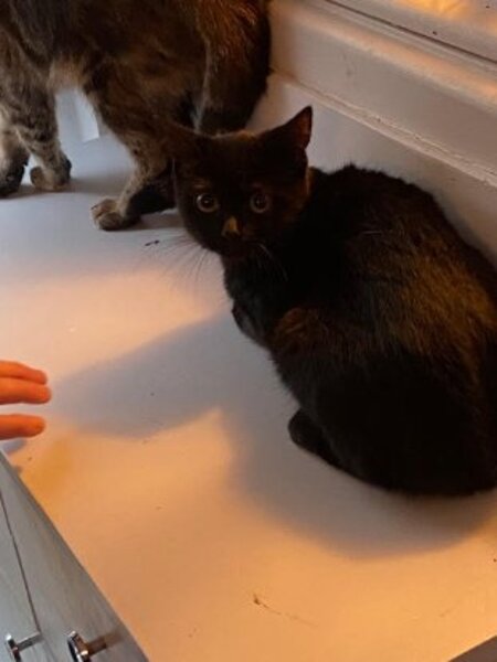 Adopter Mona
