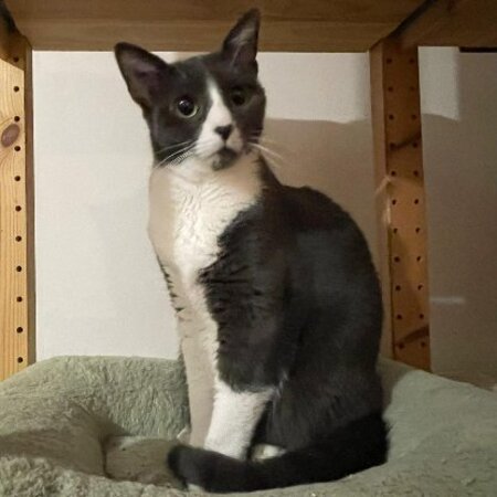 Adopter Moon