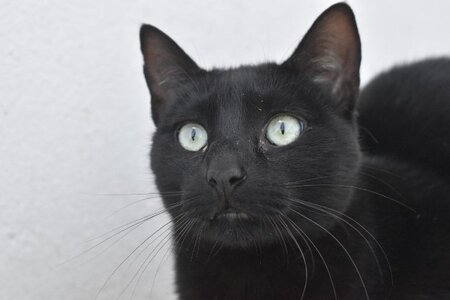 Adopter Morgan