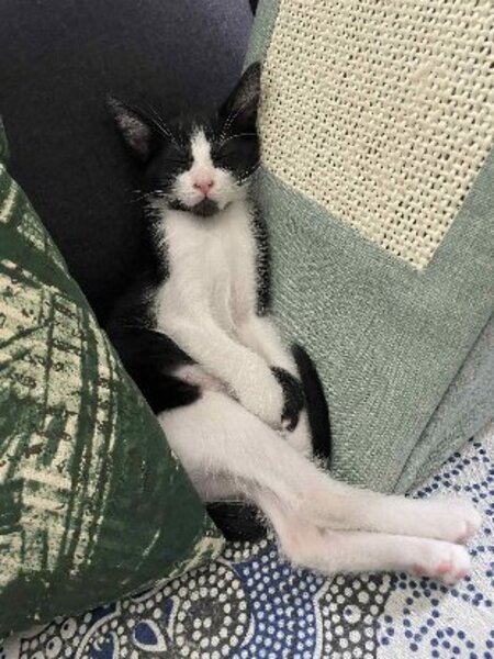 Adopter Moshi