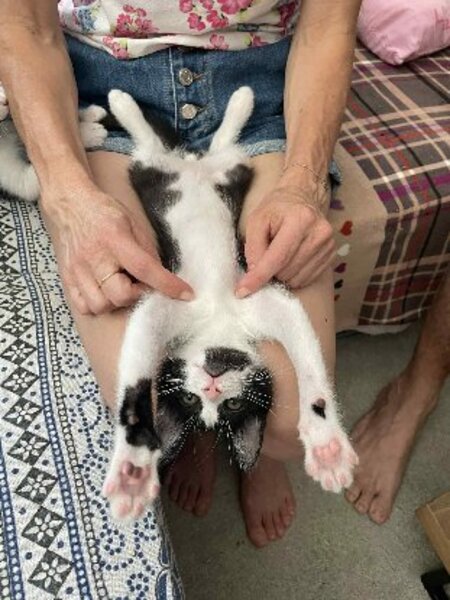 Adopter Moshi