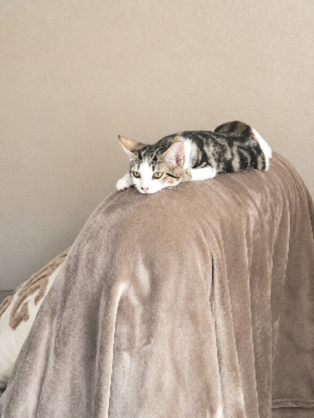 Adopter Mowgli