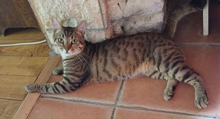 Adopter Mowgli