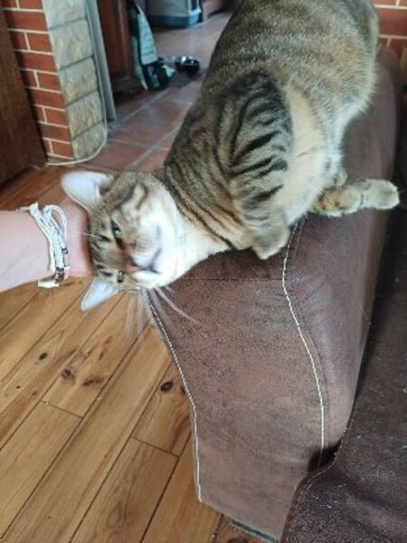 Adopter Mowgli