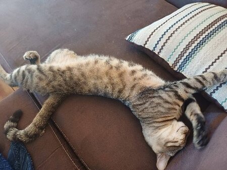 Adopter Mowgli