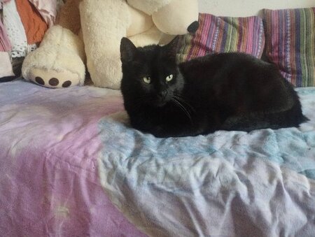 Adopter Mozart