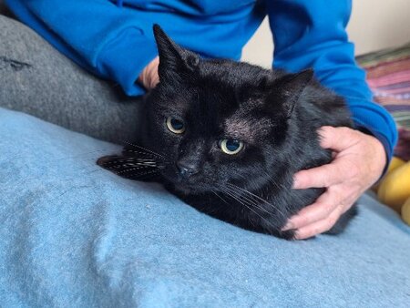 Adopter Mozart