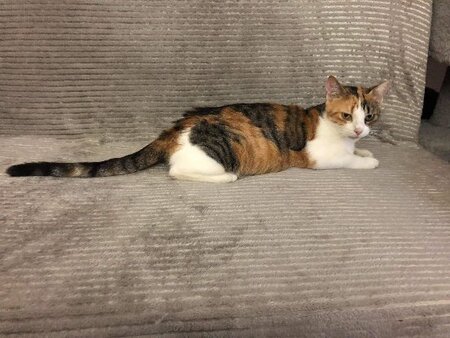 Adopter Muezza