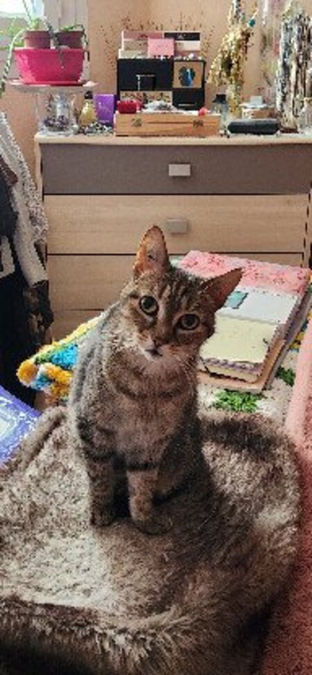 Adopter Muezza