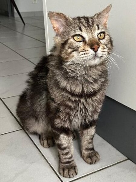 Adopter Muffin