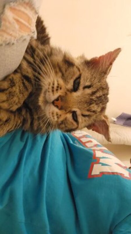 Adopter Muffin