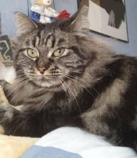 Adopter Myrtille
