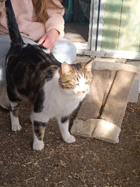 Adopter Mystere