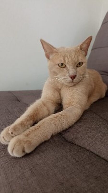 Adopter Nala