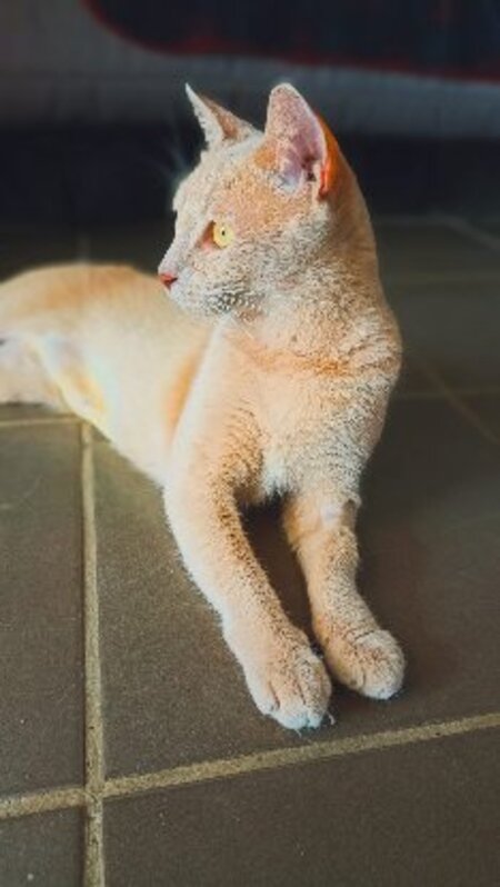 Adopter Nala
