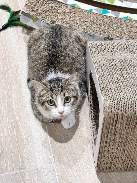 Adopter Nala
