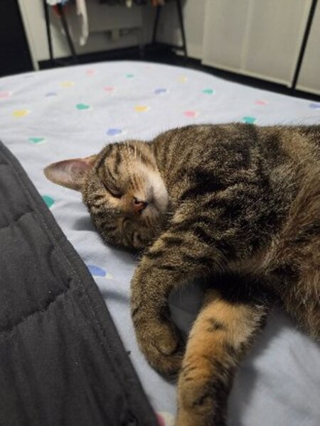Adopter Narnia