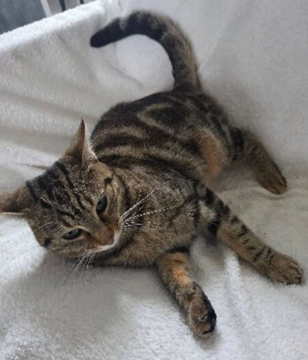 Adopter Narnia