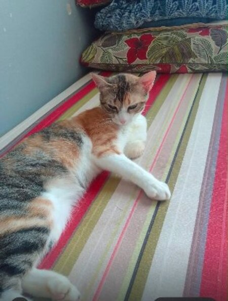 Adopter Nassima de Maroc!