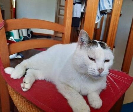Adopter Neige
