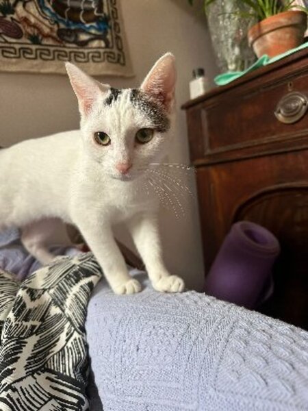 Adopter Elise