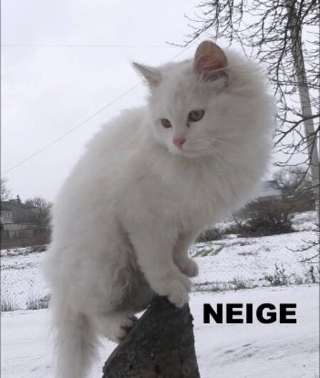 Adopter Neige