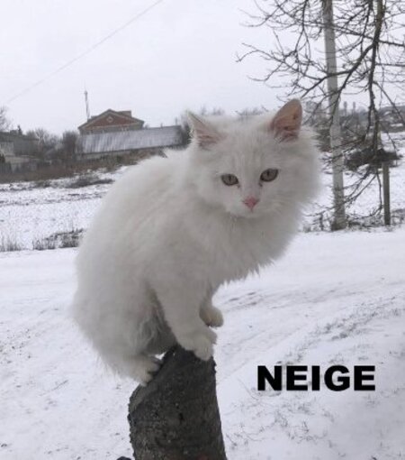 Adopter Neige