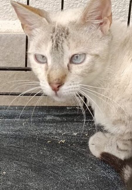 Adopter Neka