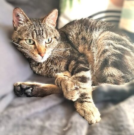 Adopter Néo