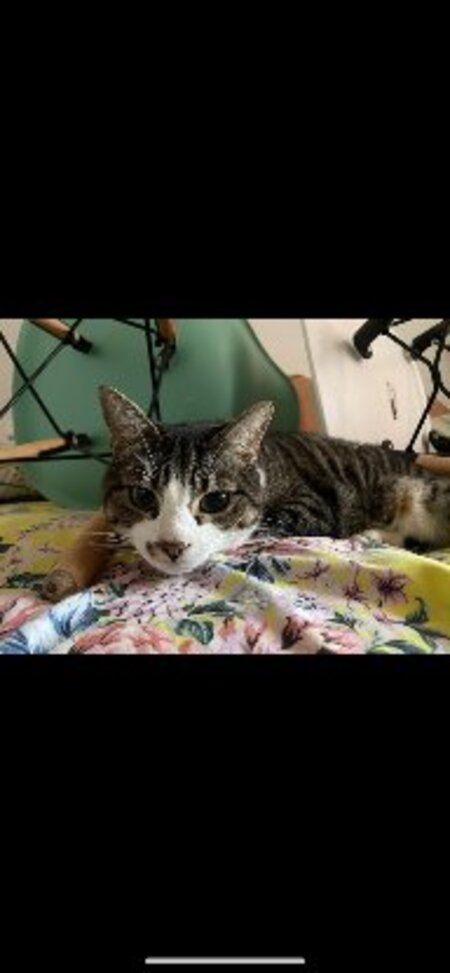 Adopter Newdell