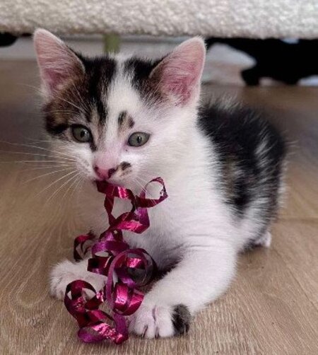 Adopter Newton 