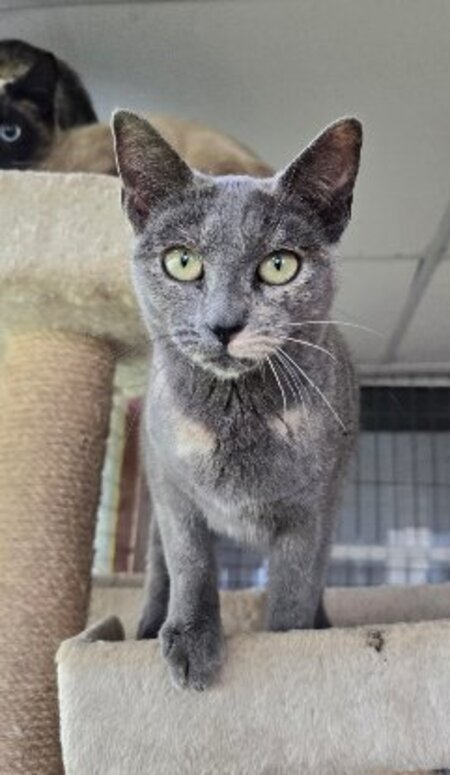 Adopter Niebla