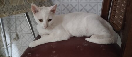 Adopter Nieves