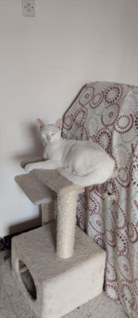 Adopter Nieves