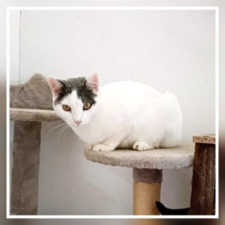 Adopter Nilo