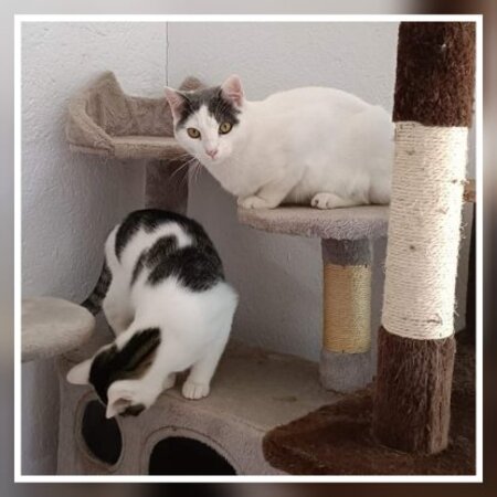 Adopter Nilo