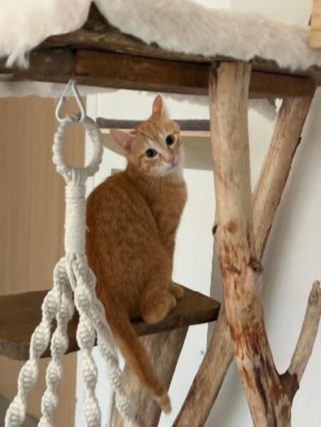 Adopter Nino