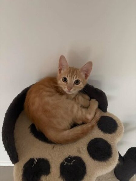 Adopter Nino