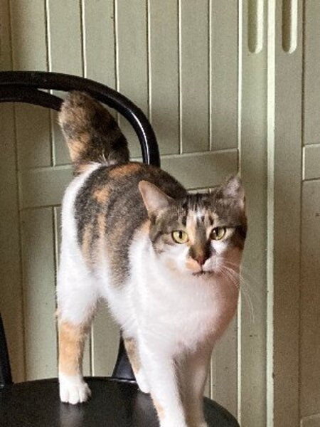 Adopter Ninon