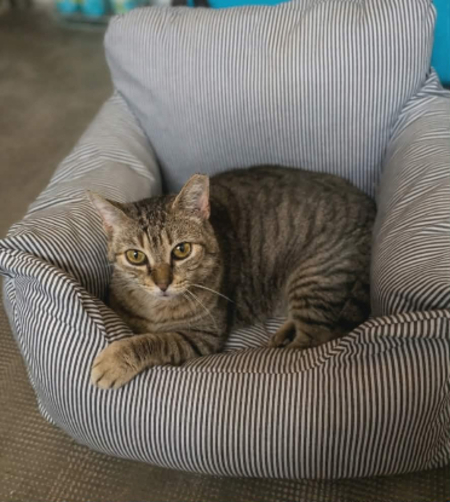 Adopter Ninou
