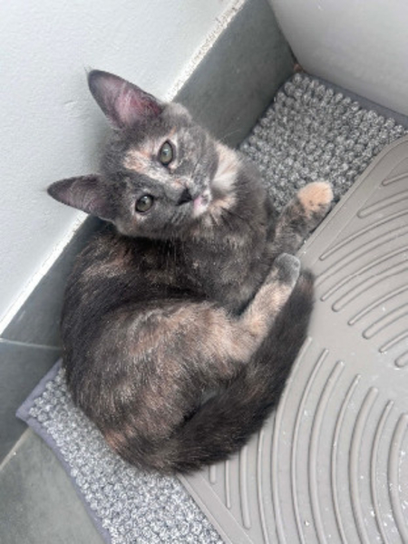 Adopter Nobara adoptable avec un chat déj