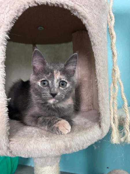 Adopter Nobara adoptable avec un chat déj