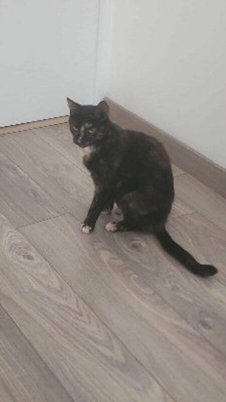Adopter Noisette
