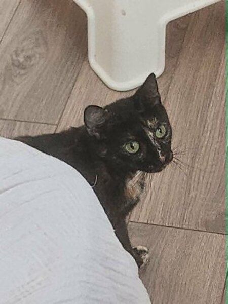 Adopter Noisette