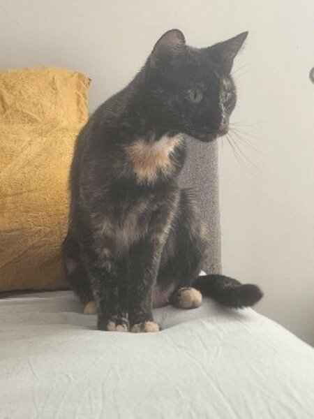 Adopter Noisette