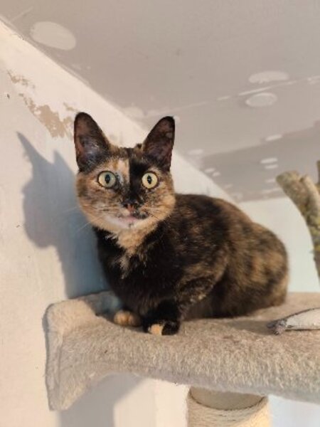 Adopter Noisette